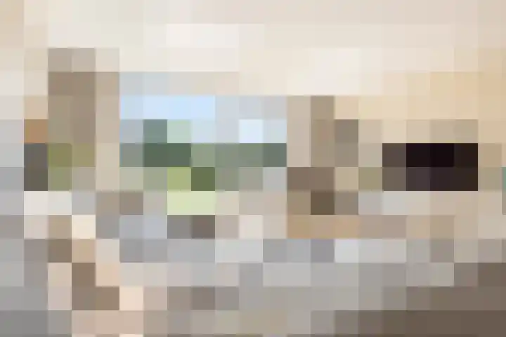 Johan Ellenbergerstraat 42 Groningen thumbnail 14