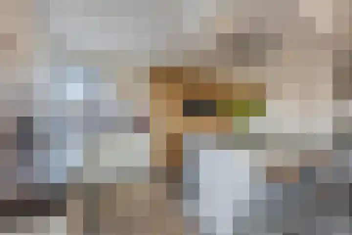 Johan-Frisolaan 14 Haps thumbnail 15