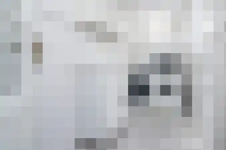 Johan Frisolaan 7 Den Bommel thumbnail 20