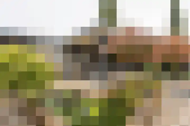 Johan Frisostraat 8 Vroomshoop thumbnail 36