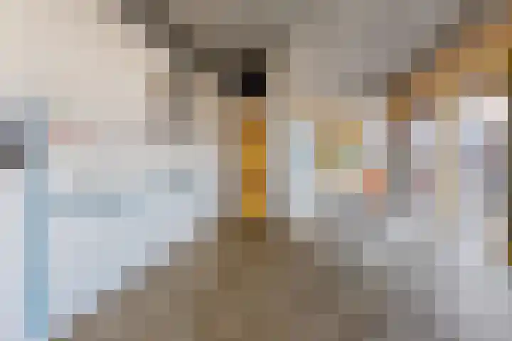 Johan van Hasseltkade 272 Amsterdam thumbnail 15