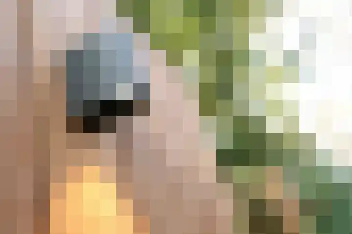 Johan van Oldenbarneveltlaan 33 Den Haag thumbnail 16