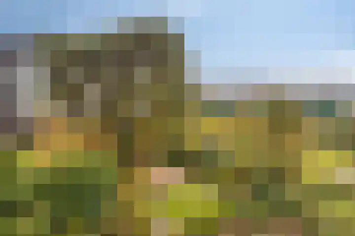 Johan van Reesstraat 29 Enschede