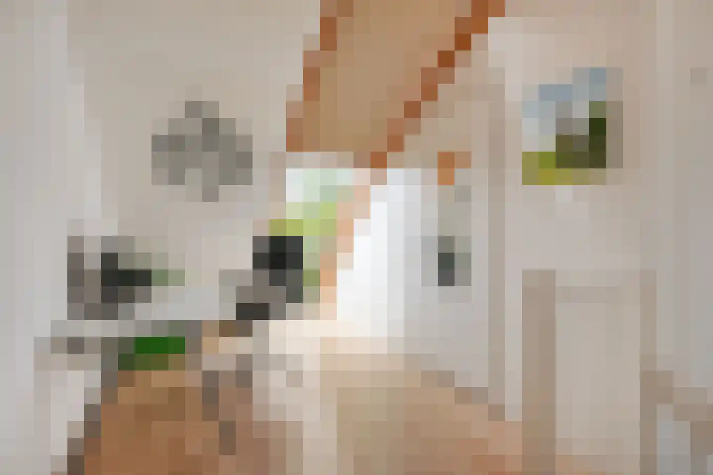 Johan Wagenaarring 29 Haarlem thumbnail 17