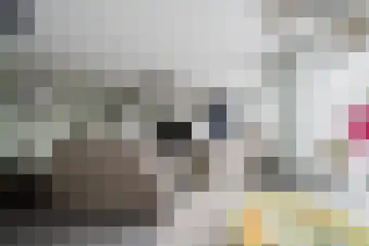 Johanna Engwirda-Agricolastraat 15 Spijkenisse thumbnail 12