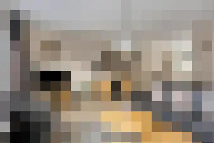 Johanna Naber-erf 514 Dordrecht thumbnail 7