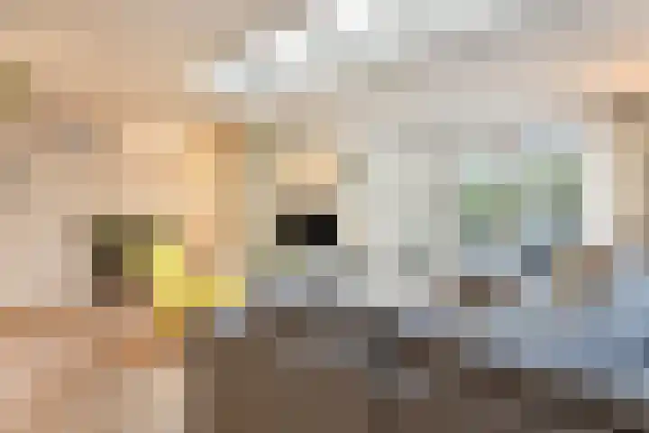 Johanna van Brabantlaan 16 Hilvarenbeek thumbnail 11