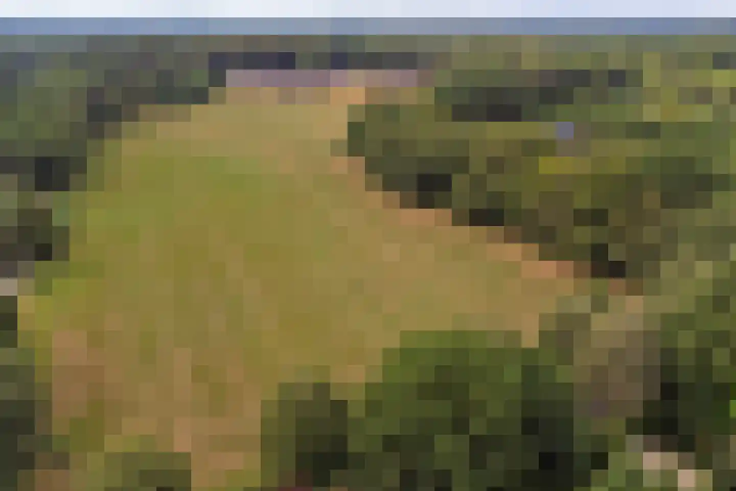 Johannahoeve 1 Oosterbeek thumbnail 34
