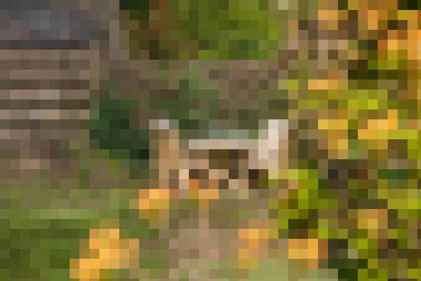 Johannahoeveweg 14 Wolfheze thumbnail 49