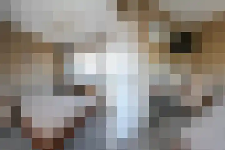 Johannes de Bekalaan 13 Voorburg thumbnail 14