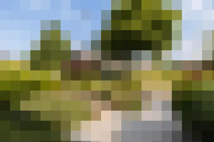 Johannes Doornbosstrjitte 4 Blije thumbnail 10