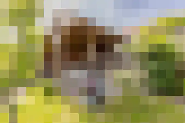 Johannes Doustraat 1 Middenbeemster thumbnail 4