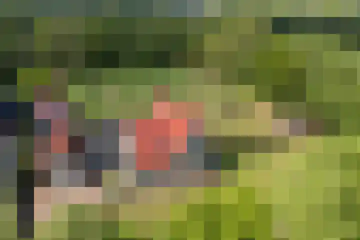Johannes Durksloane 2 Damwâld thumbnail 116