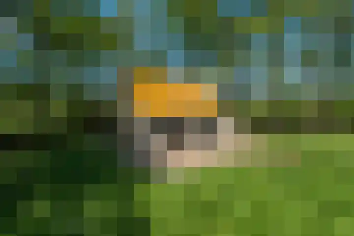 Johannes Durksloane 2 Damwâld thumbnail 91