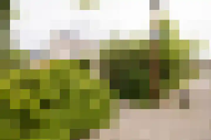 Johannes Vermeerhage 24 Nieuwegein thumbnail 78