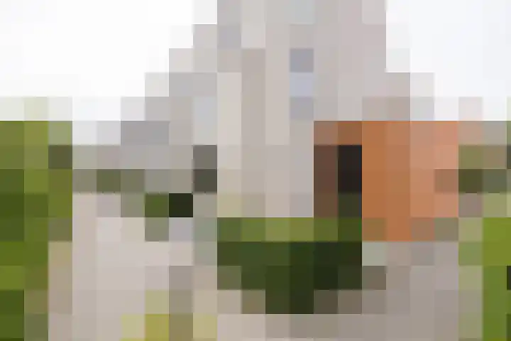 Johannes Vermeerhage 24 Nieuwegein thumbnail 81