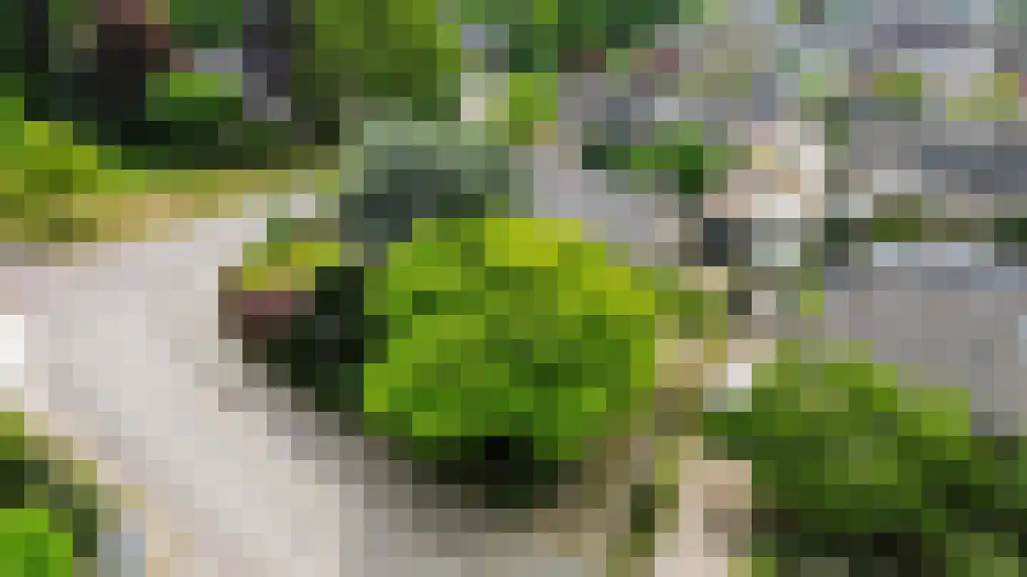 Johannes Vermeerstraat 20 Bergen L thumbnail 25