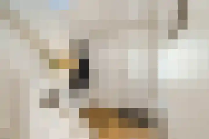 Johannes Vermeerstraat 25 Krimpen aan de Lek thumbnail 16