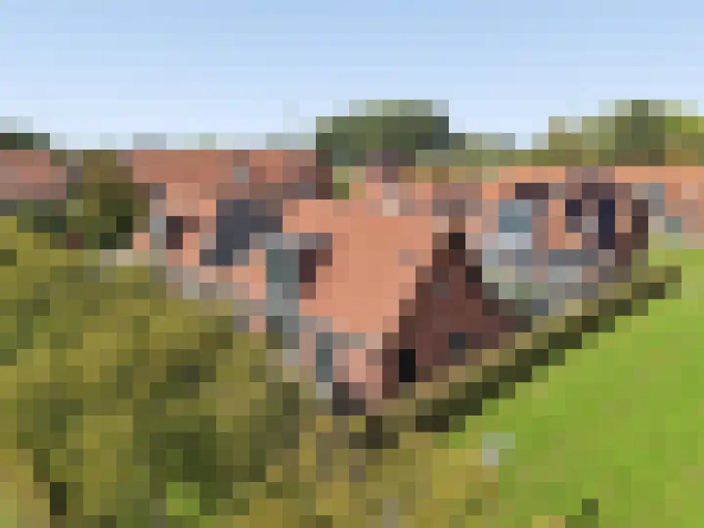 Johannes Vermeerstraat 6 Kesteren thumbnail 10
