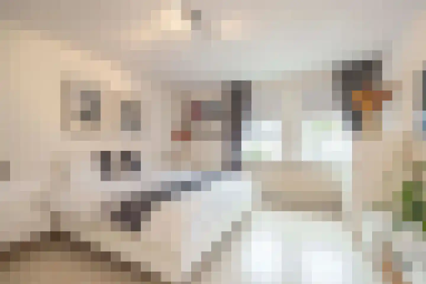 Johannes Vermeerstraat 9 Oisterwijk thumbnail 20