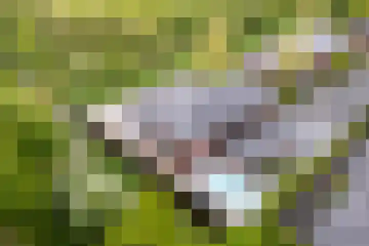 Johannesleane 3 Hempens thumbnail 11