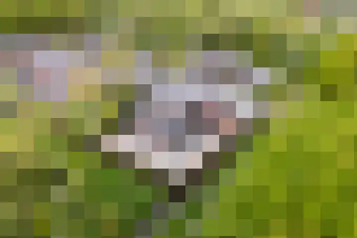 Johannesleane 3 Hempens thumbnail 12