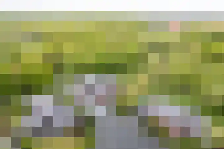 Johannesleane 3 Hempens thumbnail 13