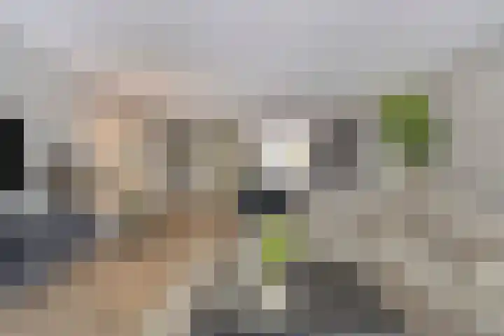 Johannieterhof 23 Oudewater thumbnail 6