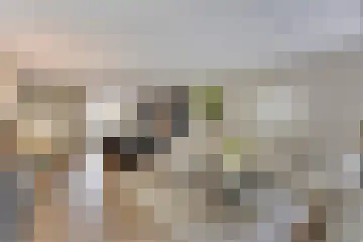 Johannieterhof 23 Oudewater thumbnail 8