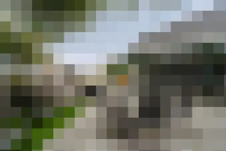 Joinerstraat 27 Linne thumbnail 40