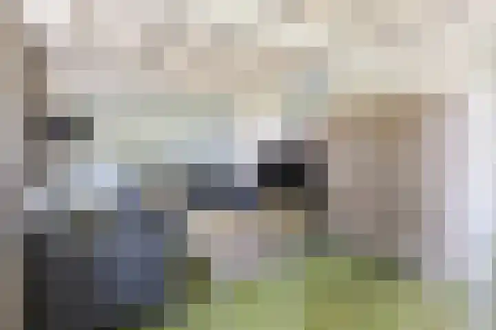Jokweg 43 De Hoeve thumbnail 49