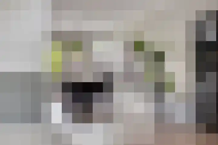 Jol 12 Meppel thumbnail 12
