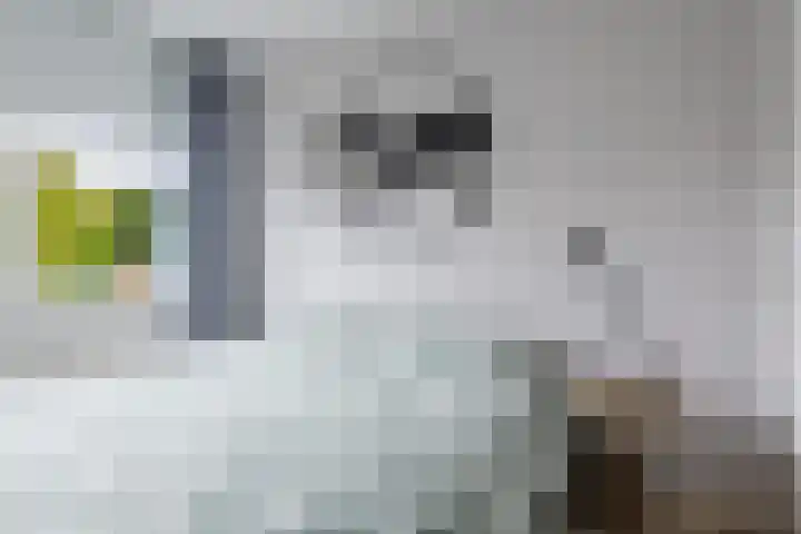 Jol 14 Heerenveen thumbnail 34