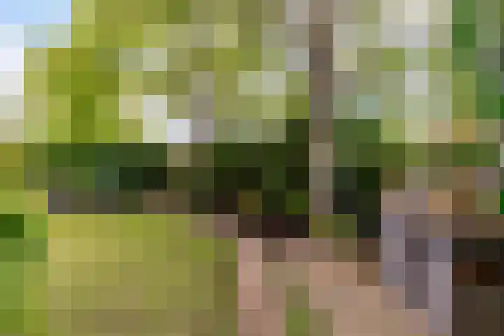 Jol 23 13 Lelystad thumbnail 31