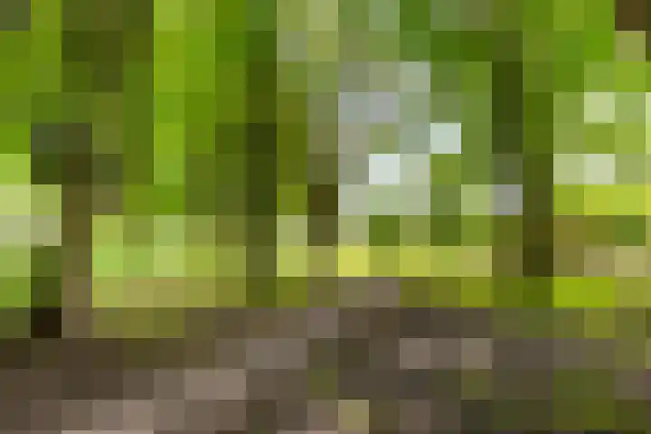 Jol 23 23 13 Lelystad thumbnail 39
