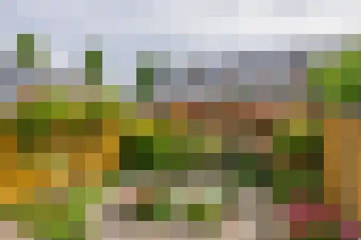 Jolwerf 5 Gouda thumbnail 12