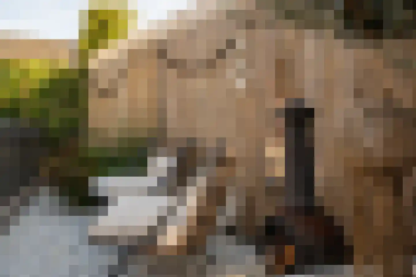 Jonagold 10 Buren thumbnail 23