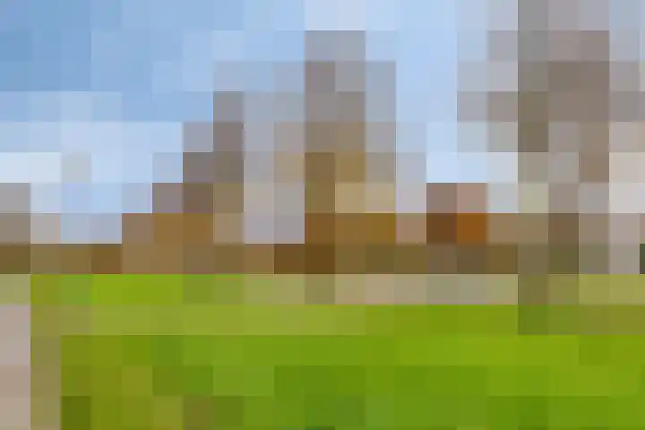 Jonagold 13 Elst thumbnail 48