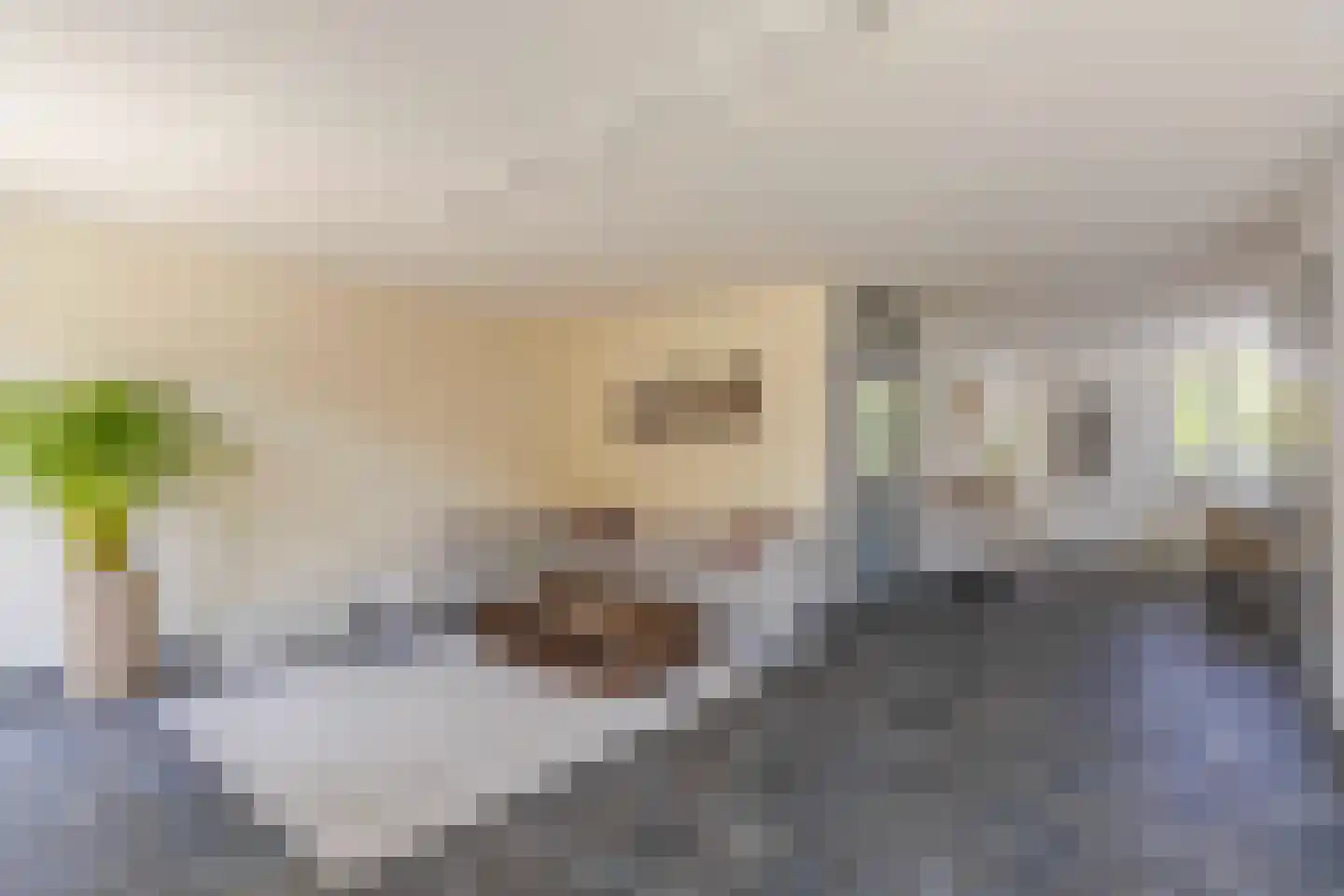 Jonagold 6 Elst thumbnail 16