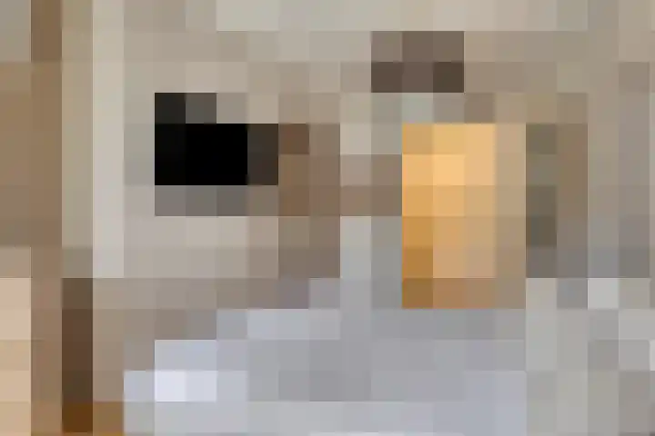 Jonge Hagen 17 Mheer thumbnail 25