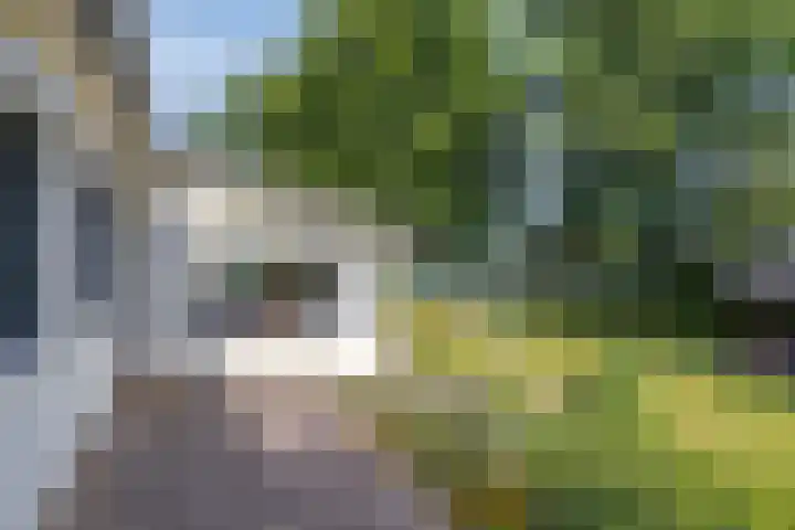 Jonge Hagen 17 Mheer thumbnail 31