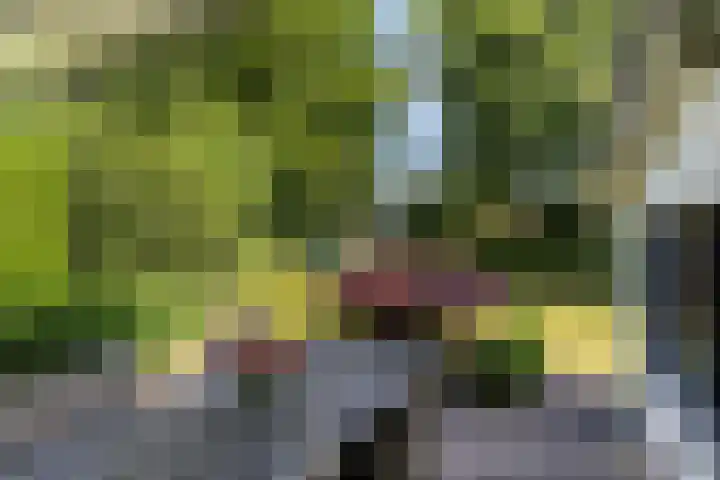 Jonge Hagen 17 Mheer thumbnail 33