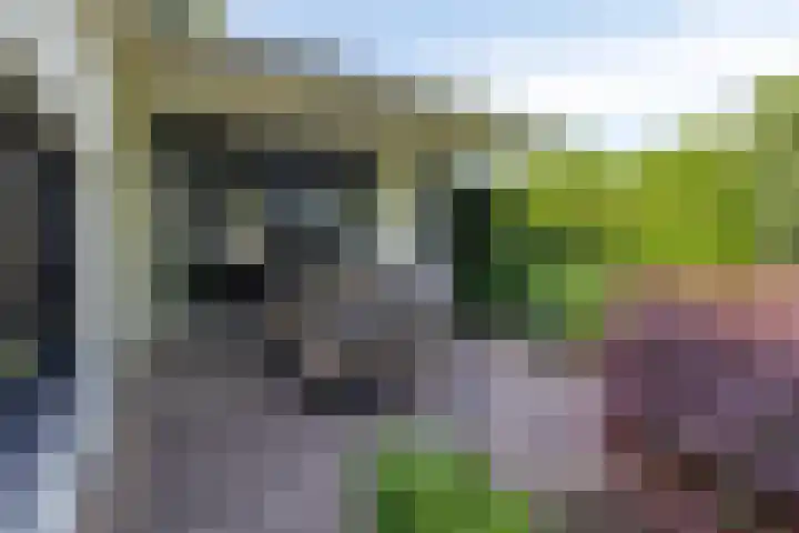 Jonge Hagen 17 Mheer thumbnail 34