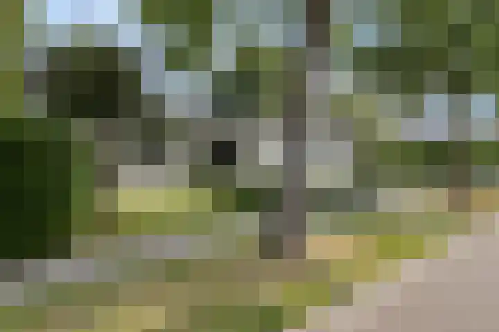 Jonge Hagen 17 Mheer thumbnail 43