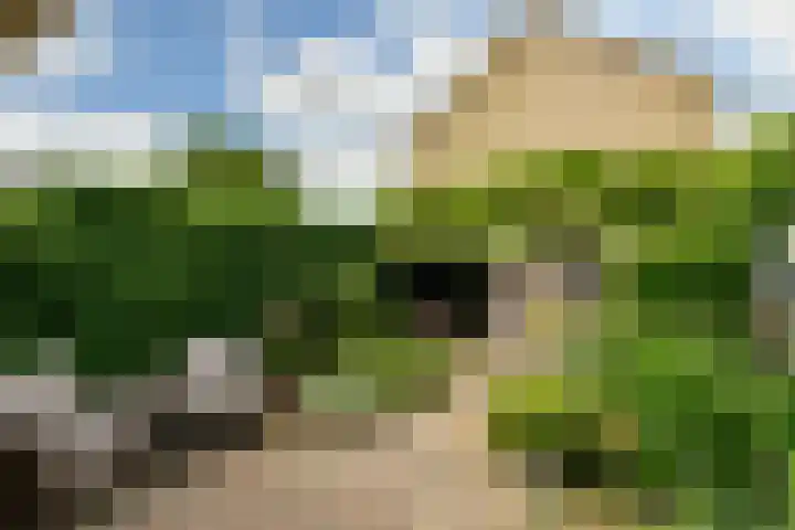Jonge Linde 4 Ouderkerk aan de Amstel thumbnail 4