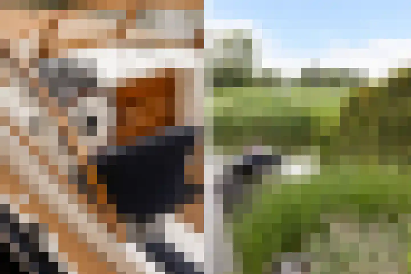 Jongebuorren 17 Terherne thumbnail 13
