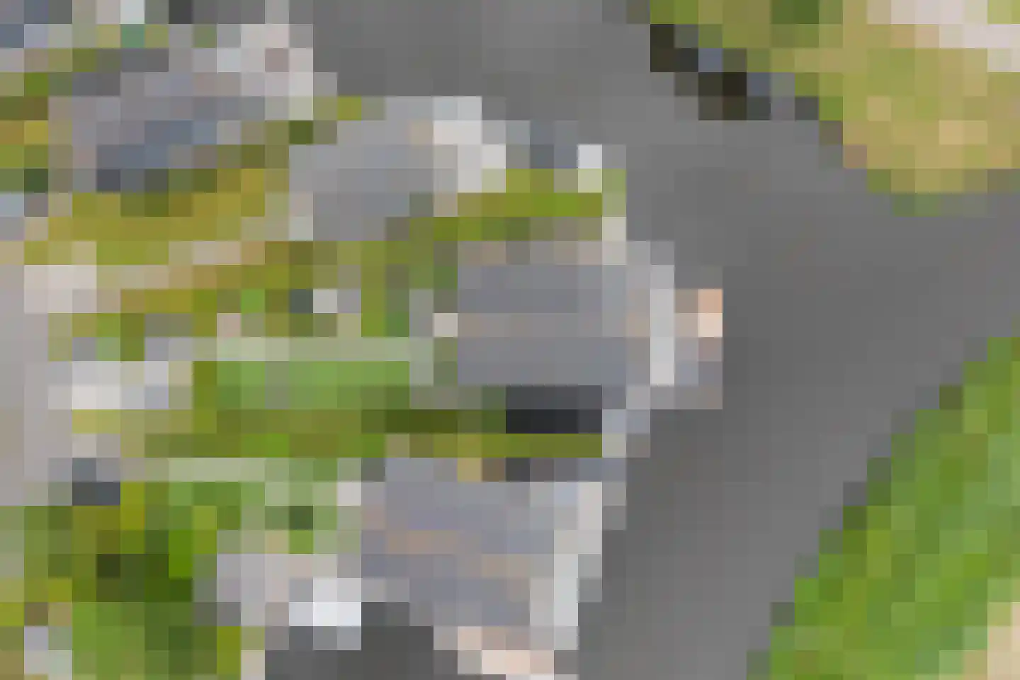 Jongebuorren 17 Terherne thumbnail 18