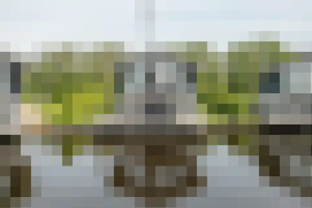Jongebuorren 37 Terherne thumbnail 26