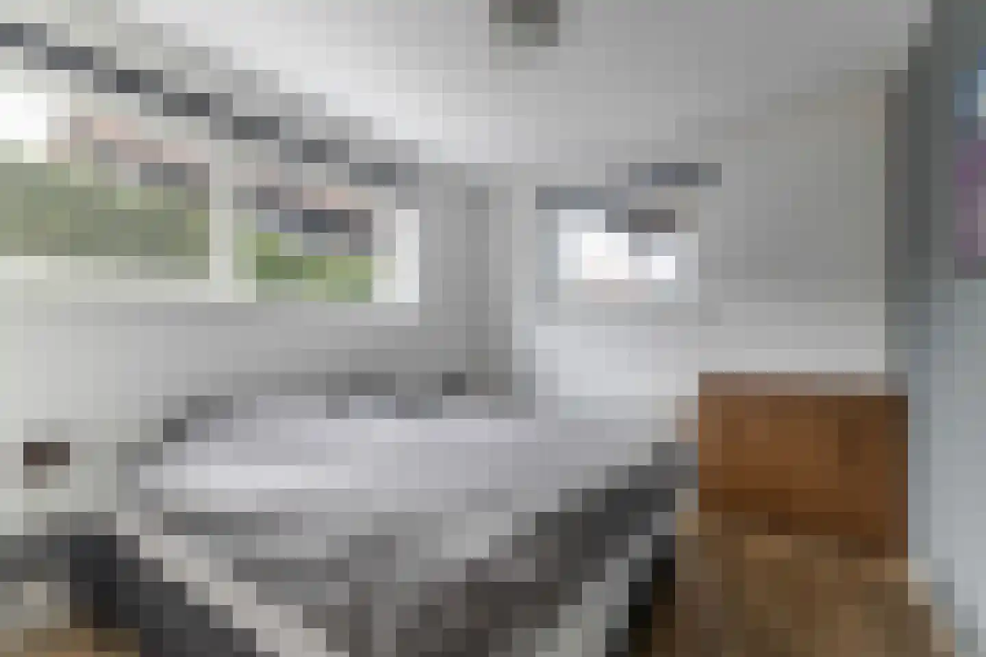 Jongebuorren 40 Terherne thumbnail 20