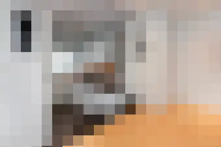 Jonkerbos 216 Zoetermeer thumbnail 9